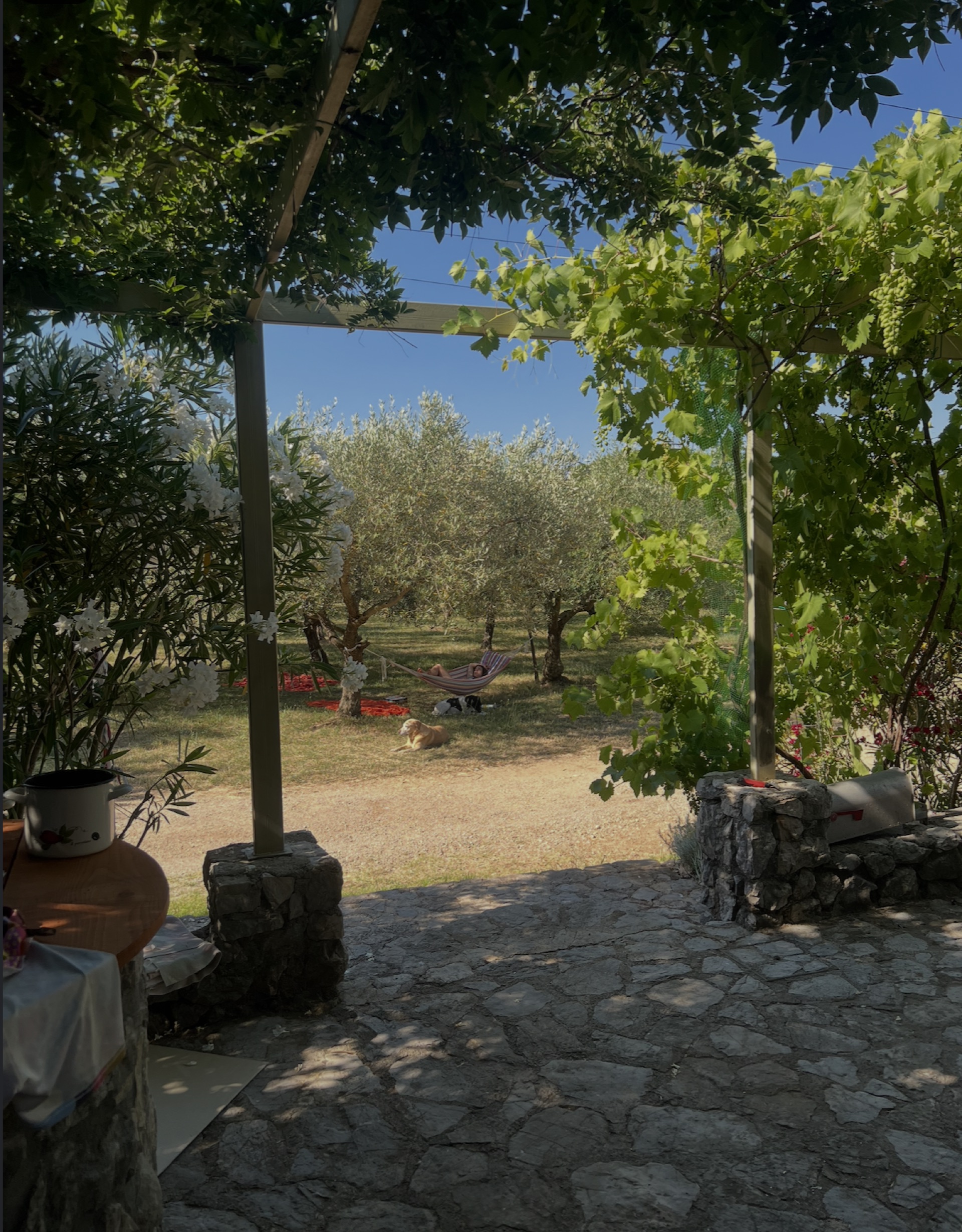 View through the shaded pergola onto the olive grove at Hlam